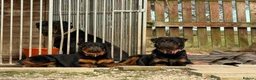Rottweiler dogs for stud: Stunning KC registered fully health tested male   in Burnley - Advert 40