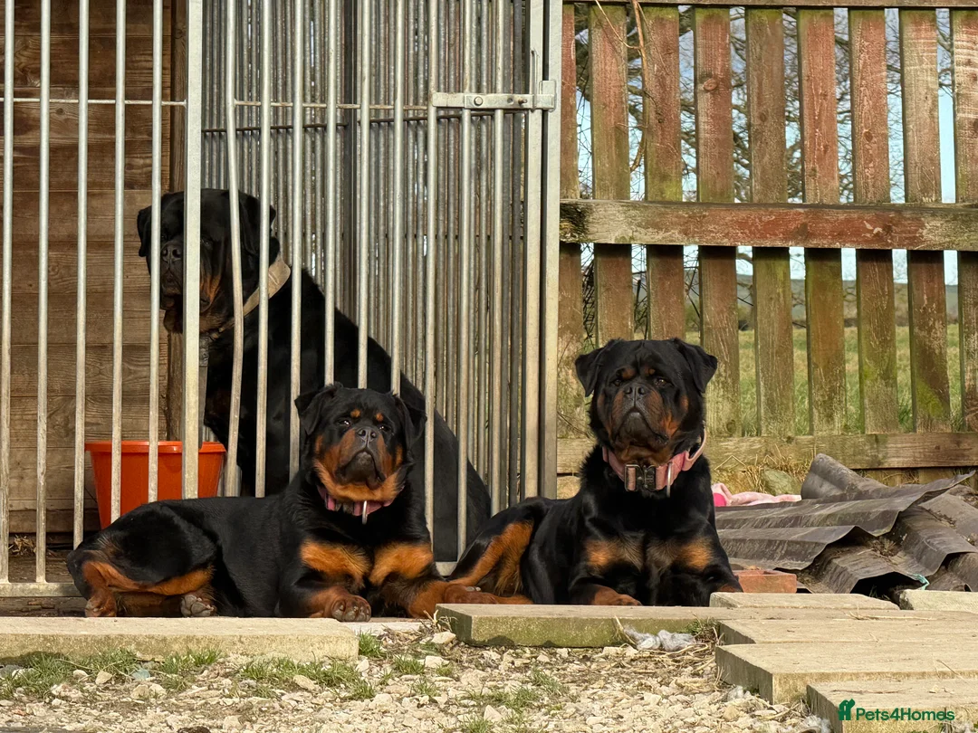 Rottweiler dogs for stud: Stunning KC registered fully health tested male   in Burnley - Advert 40