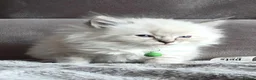 Ragdoll cats for sale:   Ragdoll kittens - Advert 7