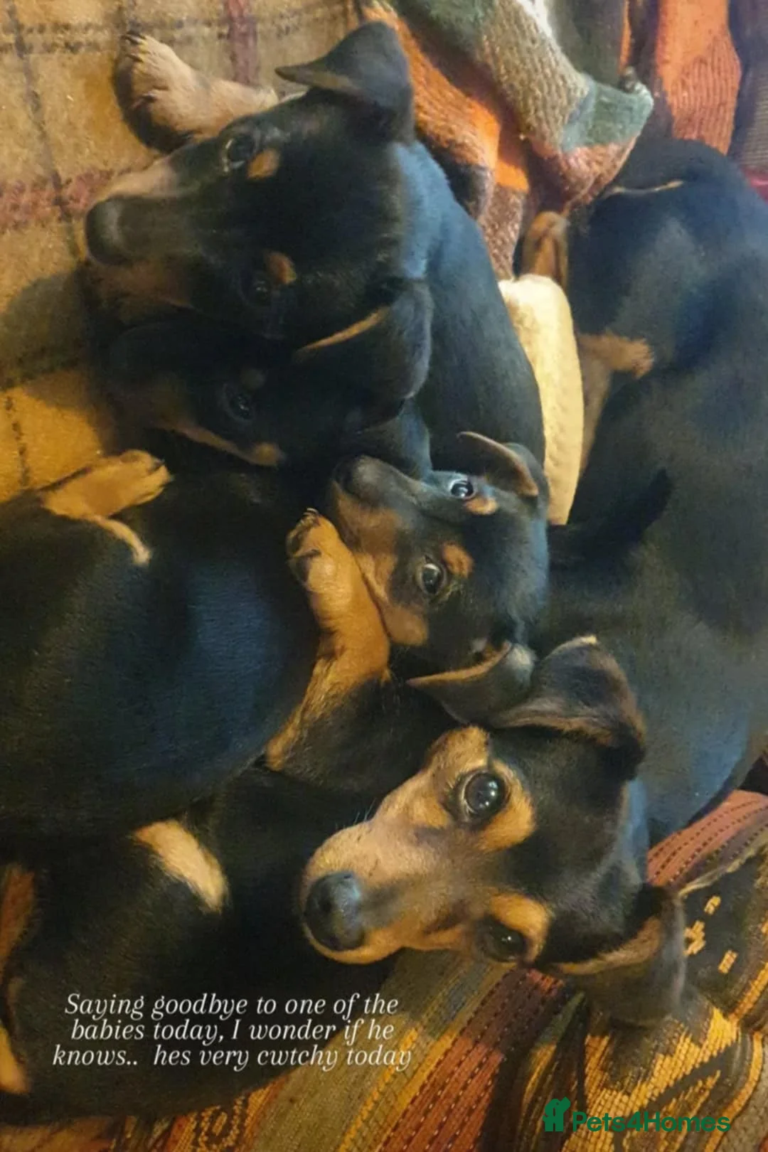 Jack Russell dogs for stud: Stud Black and Tan Jack Russell  in Llanidloes - Advert 7