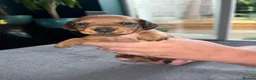 Dachshund dogs for sale: Beautiful Dachsunds puppies  - Advert 6