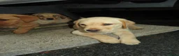 Labrador Retriever dogs for sale: Beautiful Labrador puppies  - Advert 6