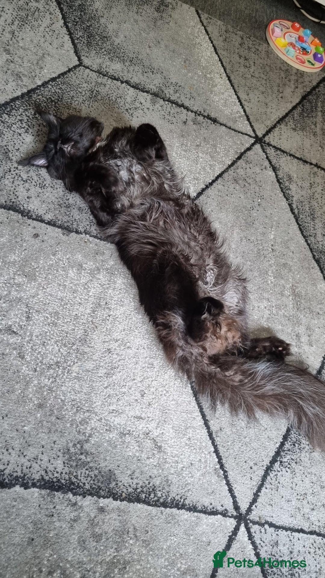 Maine Coon cats for sale: Maine Coon Kittens (Russian & Golden lines) - Advert 28