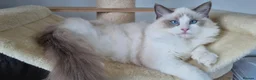 Ragdoll cats for sale: 💕Beautiful TICA Ragdolls Kittens 💕 - Advert 4