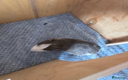 Guinea Pig rodents for sale: Male guinea pig - Image 2