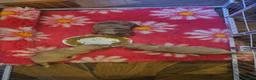 Miniature Dachshund dogs for sale: Miniature Dachshund  - Advert 5