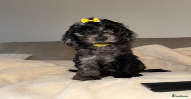 Cockapoo dogs - Advert 6