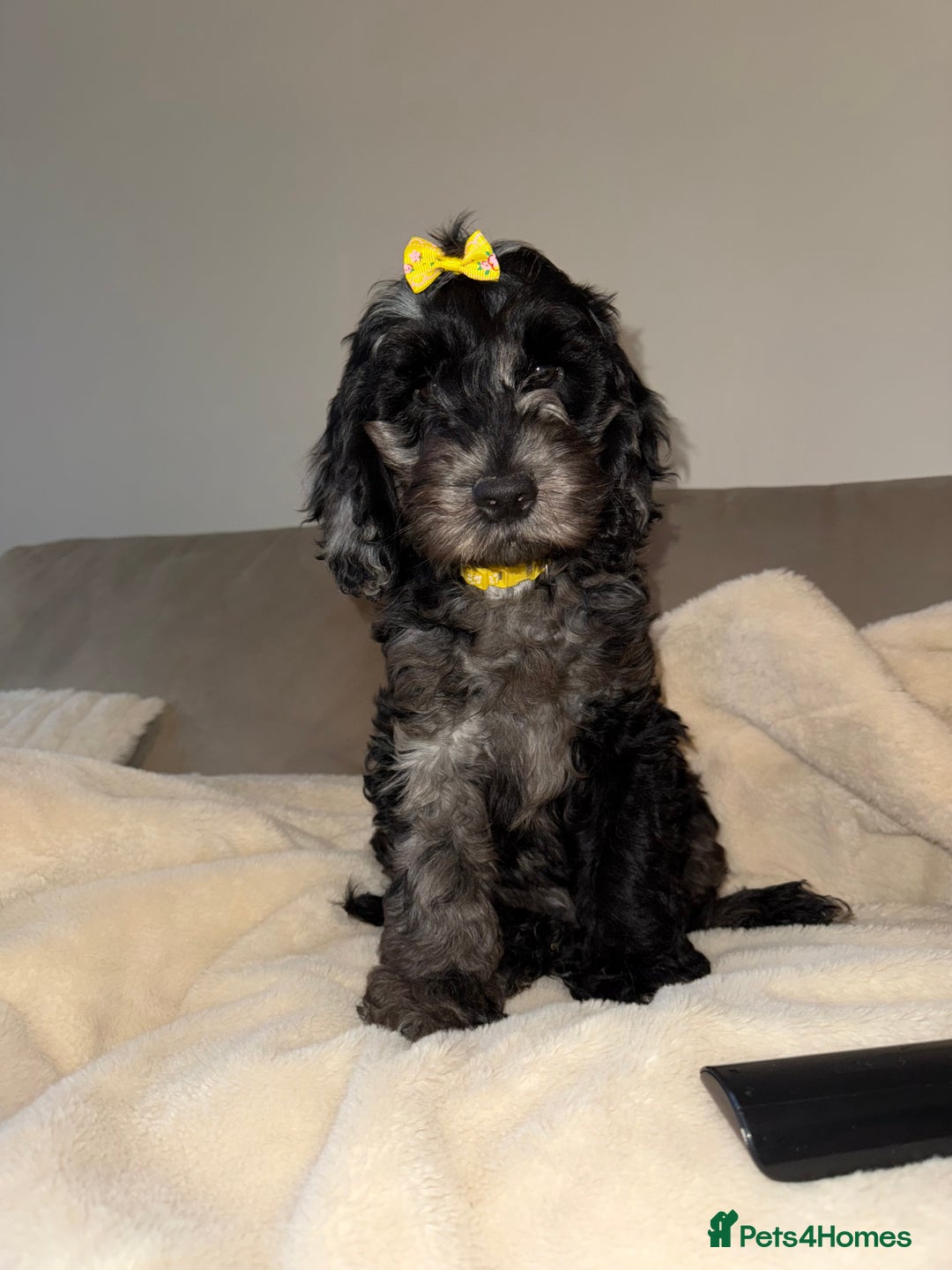 Cockapoo dogs for sale: F1 Merle Cockapoos - Image 2