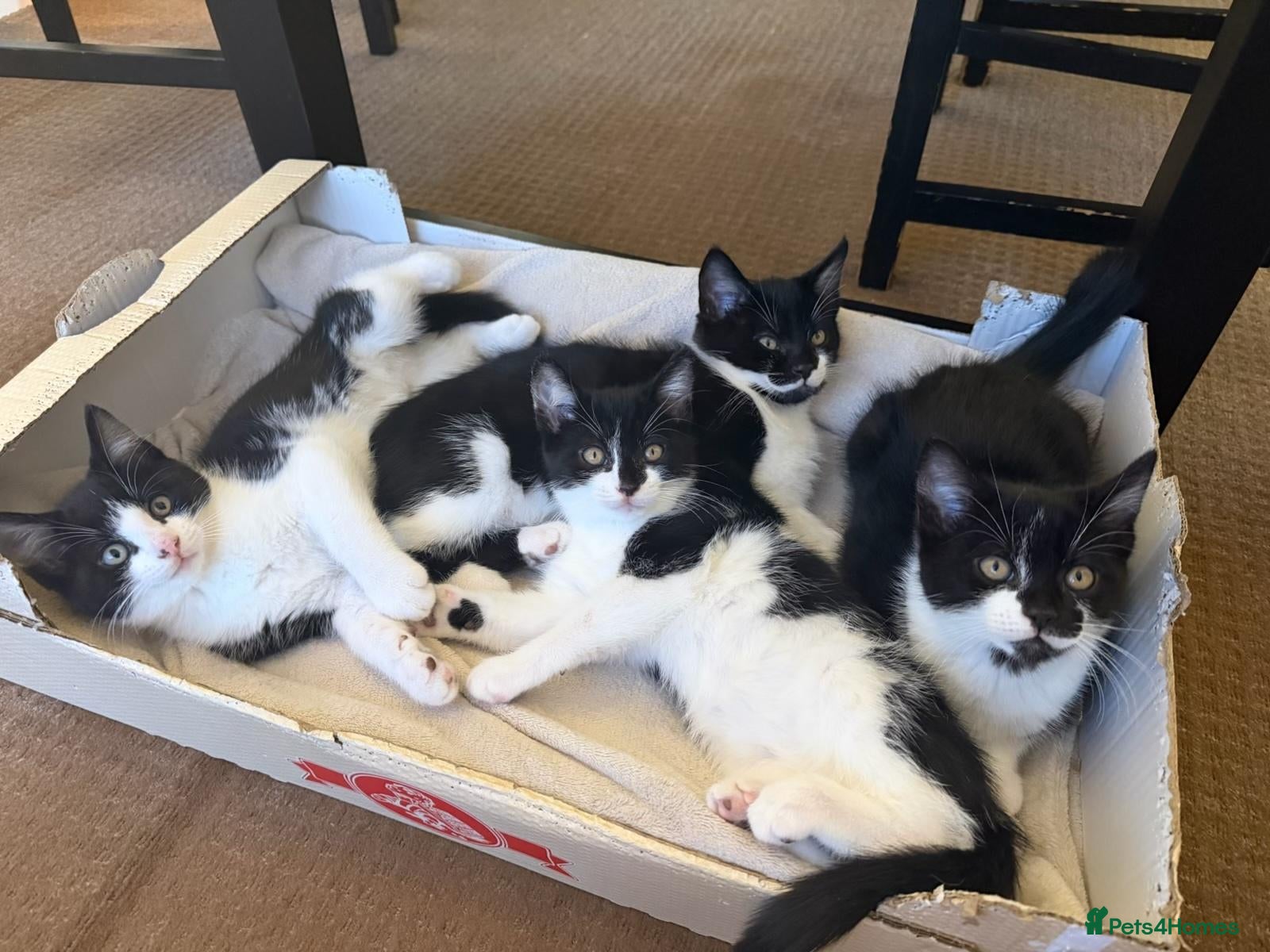 Mixed Breed cats Adorable 11 week old Kittens - Ready for Homes! - Advert 1