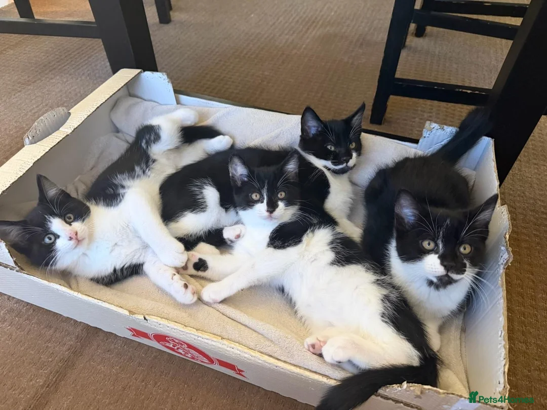 Mixed Breed cats for sale: Adorable 11 week old Kittens - Ready for Homes! in Harrow - Advert 1