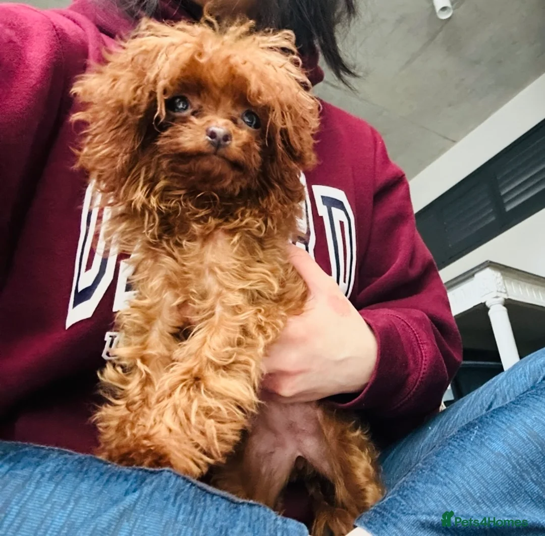 Toy Poodle dogs for sale: Rare Asian Micro Toy Poodle (Under 1kg) - Advert 3