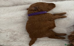 Toy Poodle dogs for sale: Outstanding litter of Red KC Toy Poodles - Image 5