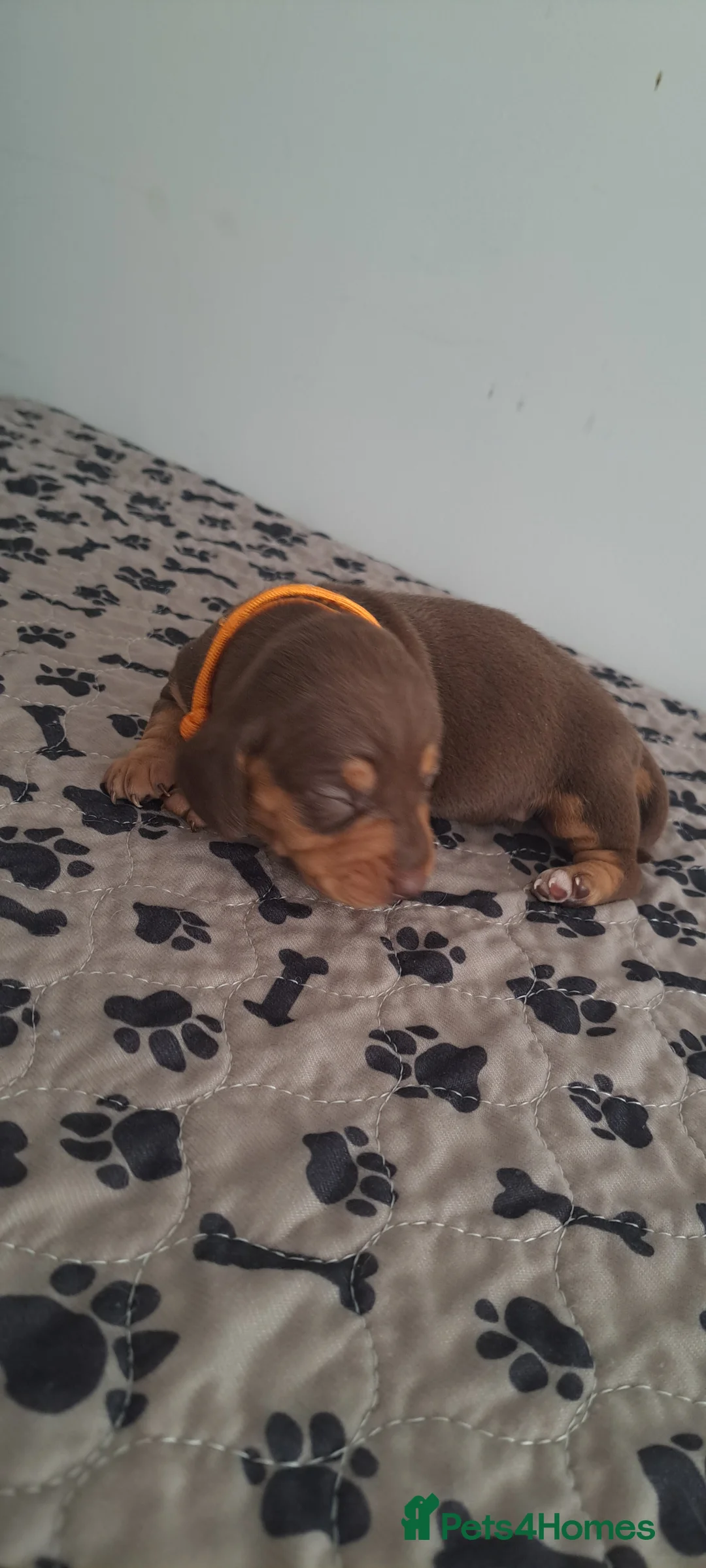 Dachshund dogs for sale: Miniature dachshund 1 girl left - Advert 19