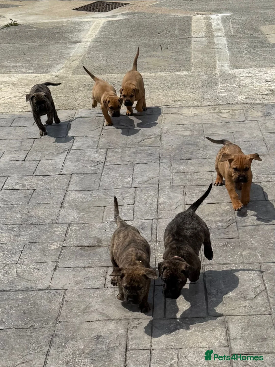 Presa Canario dogs for sale: 7 Gorgeous Chunky Presa Canarios For Sale - Advert 2