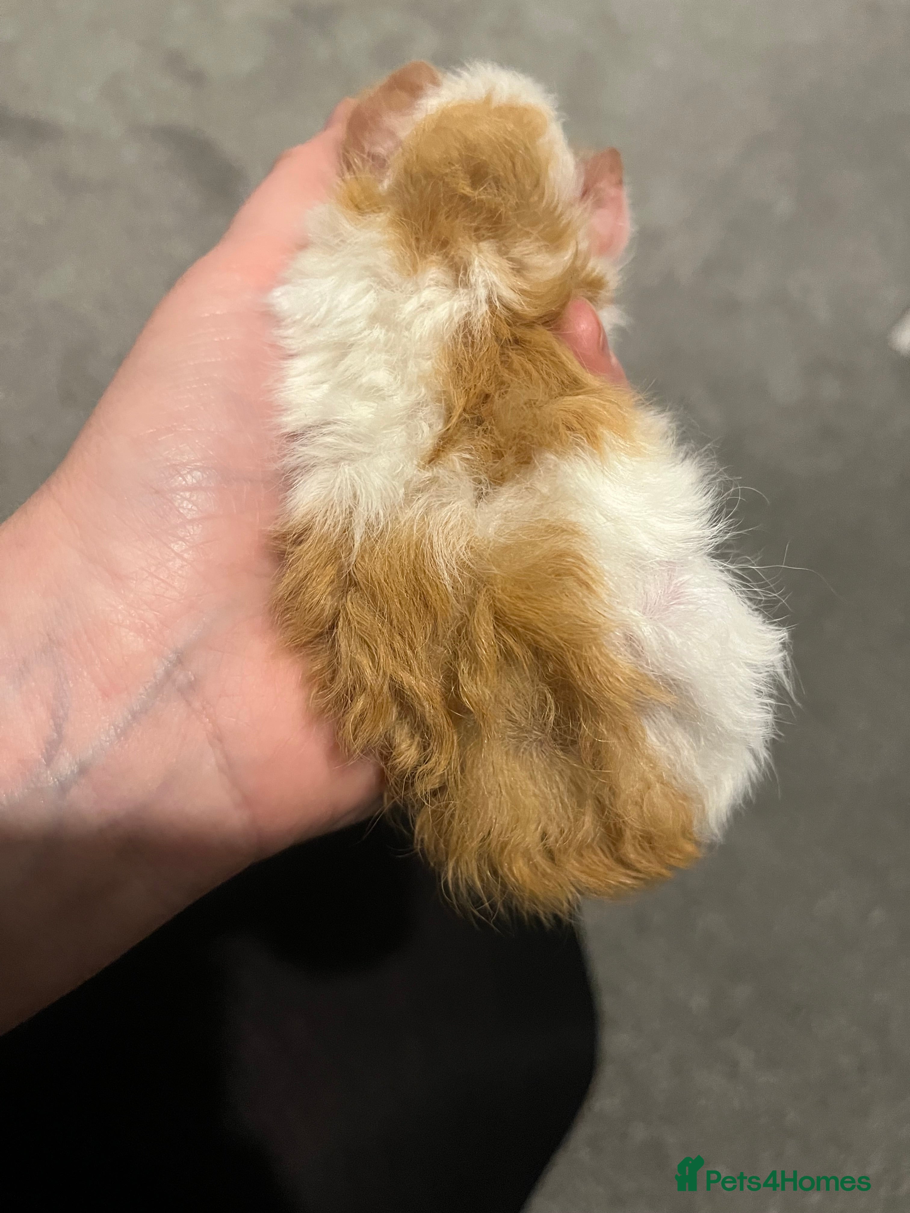 Guinea Pig rodents Boar guinea pigs looking for homes  - Advert 1