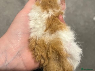 Guinea Pig rodents Boar guinea pigs looking for homes - Advert 1