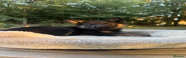 German Shepherd 3