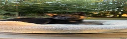 German Shepherd dogs for sale: Beautiful German Shepherd Puppies - Advert 5
