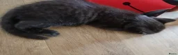Mixed Breed cats for sale: Adorable Black Tabby Kitten ready to leave soon  in Tonbridge - Advert 7