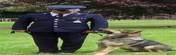 Mini Goldendoodle dogs for sale: NOV pups by POLICE dog trainer & Licensed Breeder - Advert 18