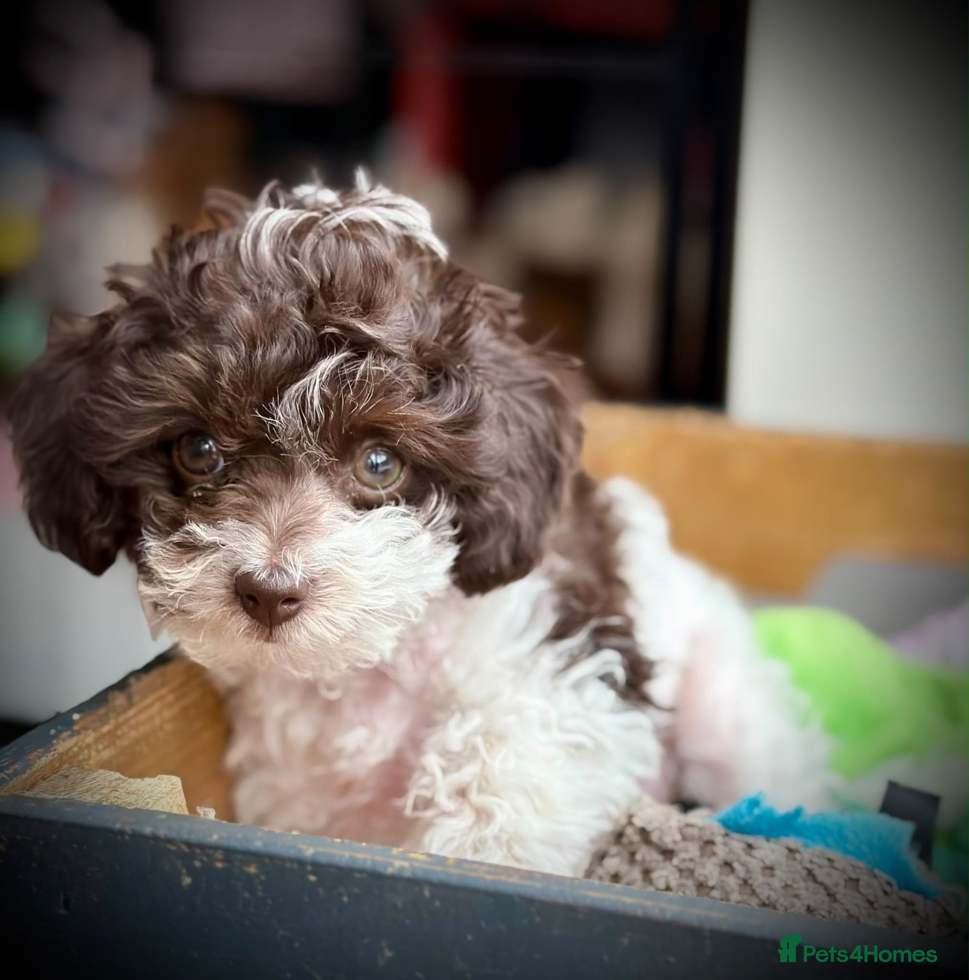 Toy Poodle dogs 🐾 3 Gorgeous Asian Poodle Puppies 🐾 - Advert 2