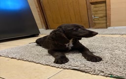 Cocker Spaniel dogs for sale: Cocker spaniel boy  - Image 3