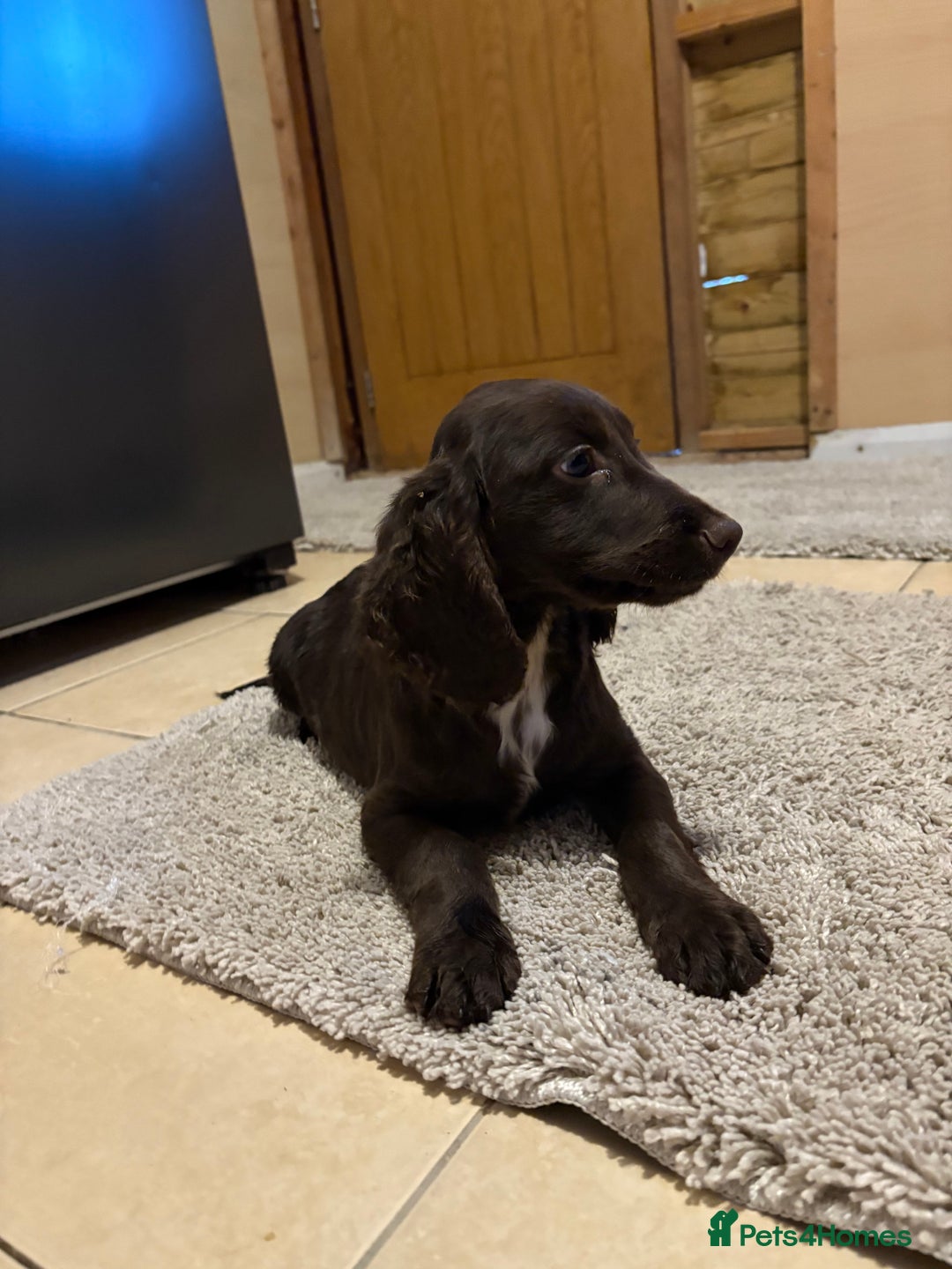 Cocker Spaniel dogs for sale: Cocker spaniel boy  - Image 3