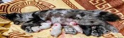 Pomeranian dogs for sale: Beautiful Pomeranian Puppies  - Advert 10