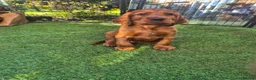 Irish Setter dogs for sale: IRISH SETTER PUPPIES - Advert 4