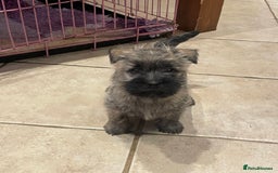 Cairn Terrier dogs for sale: Stunning cairn terrier puppies  - Image 12