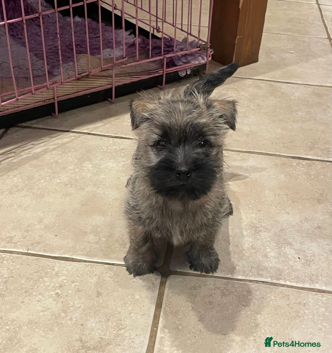 Cairn Terrier dogs for sale: Stunning cairn terrier puppies  - Image 12