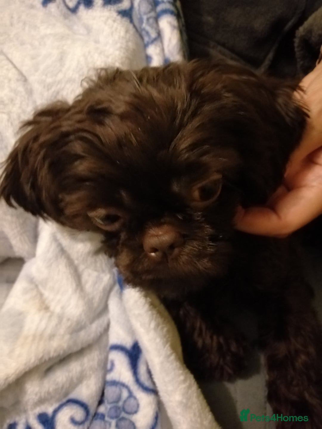 Shih Tzu dogs for sale: IMPERIAL SHIH TZU  - Image 2