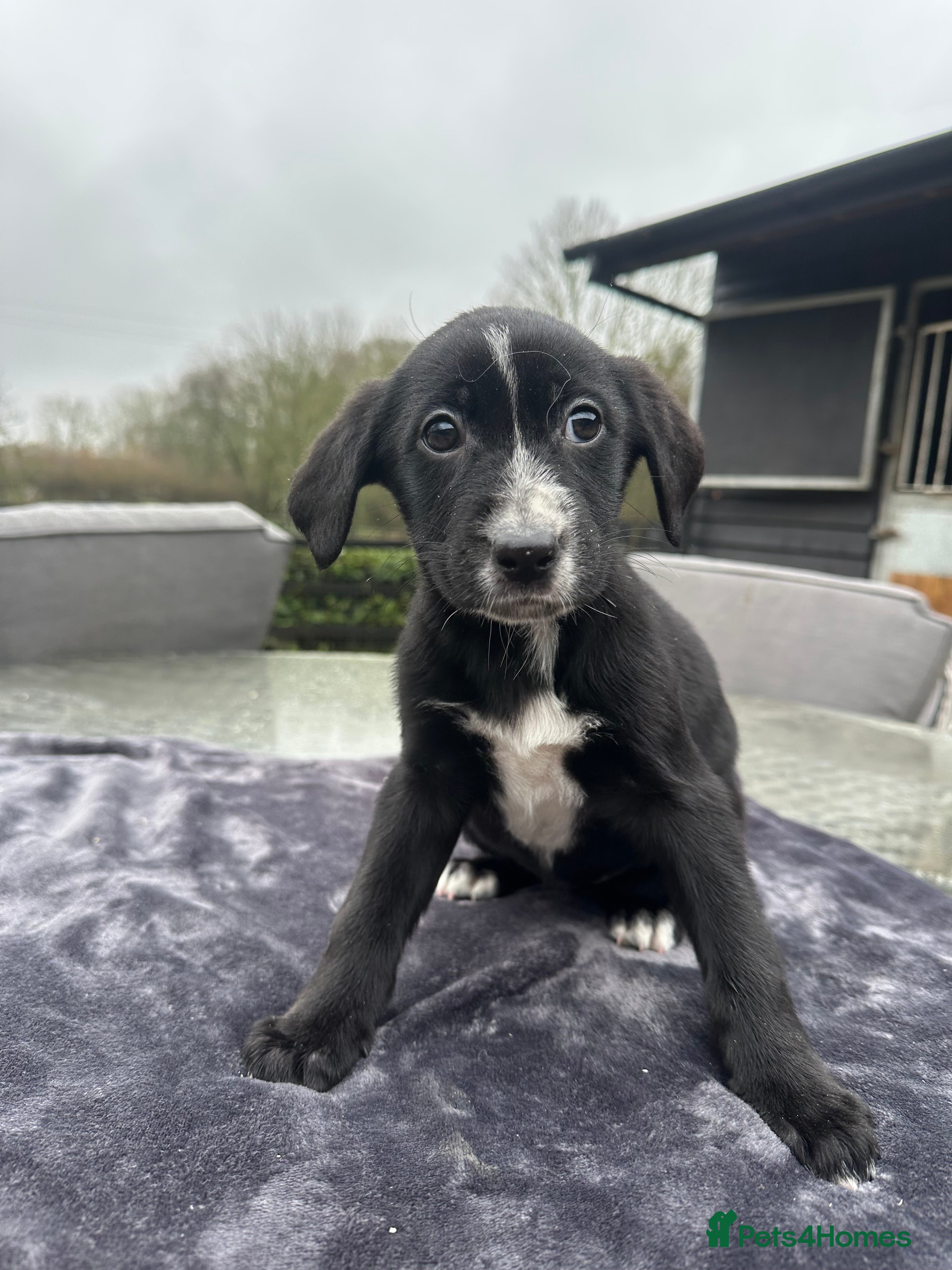 Mixed Breed dogs SURPRISE SURPRISE  one black girls left  - Advert 12