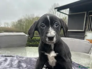 Mixed Breed dogs SURPRISE SURPRISE one black girls left - Advert 12