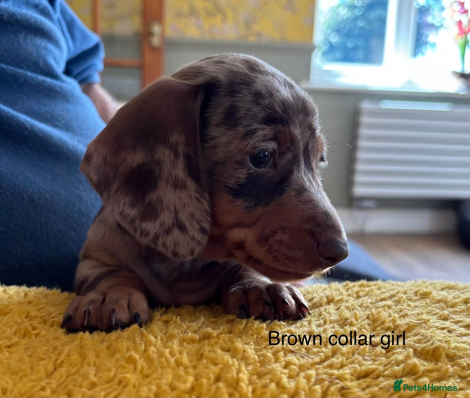 Miniature Dachshund dogs Gorgeous Litter of Miniature Dachshund Puppies - Advert 2