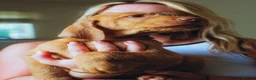 Hungarian Vizsla dogs for sale: Repeat mating of WH Hungarian vizsla pups for sale in Hartlepool - Advert 5