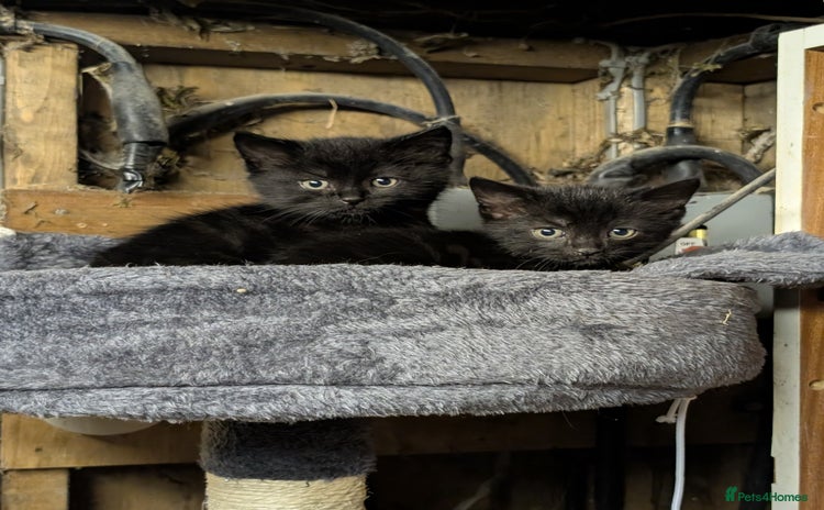 Mixed Breed cats - Advert 1