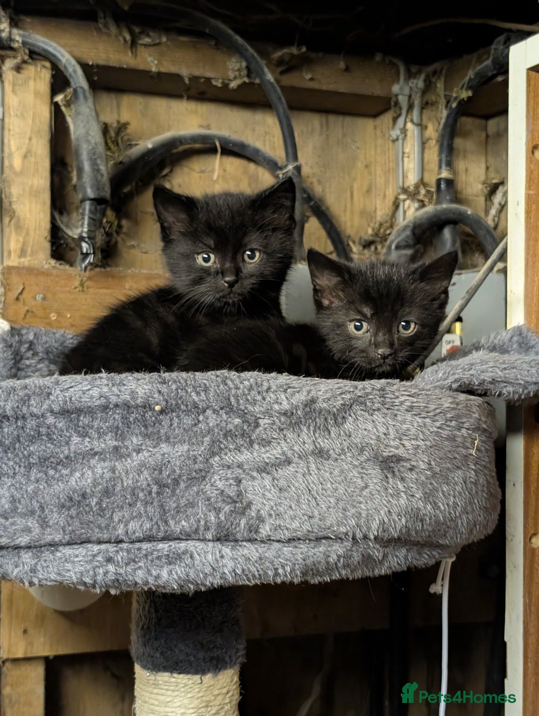 Mixed Breed cats for sale: FREE TO A GOOD HOME! adorable kittens for sale - Image 1