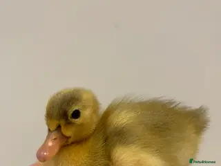 Ducks poultry Runner ducklings day old - Advert 4