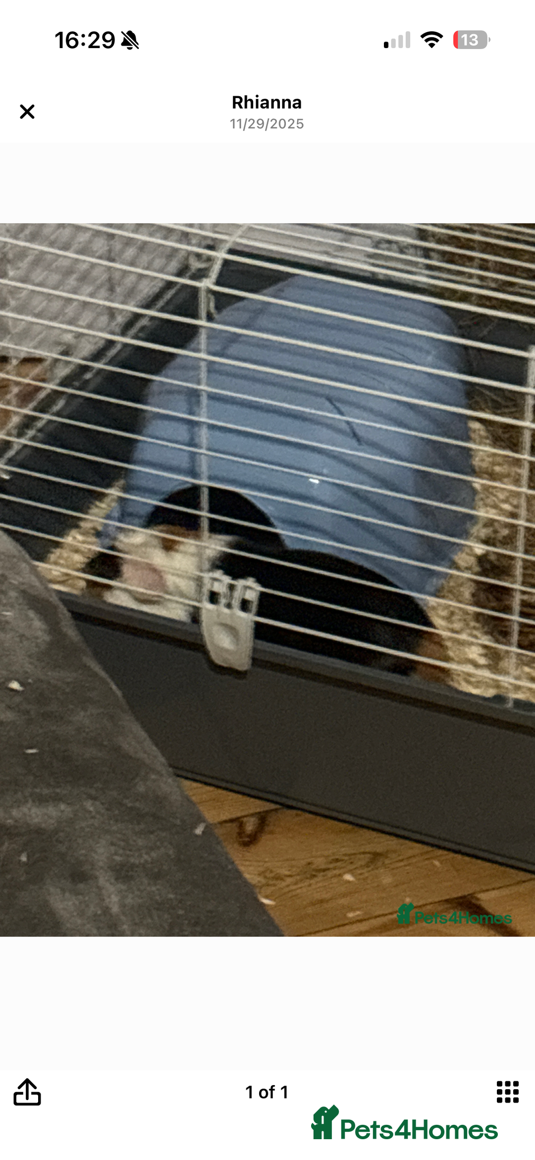 Guinea Pig rodents for sale: Two male guniea pigs URGENT  - Advert 2