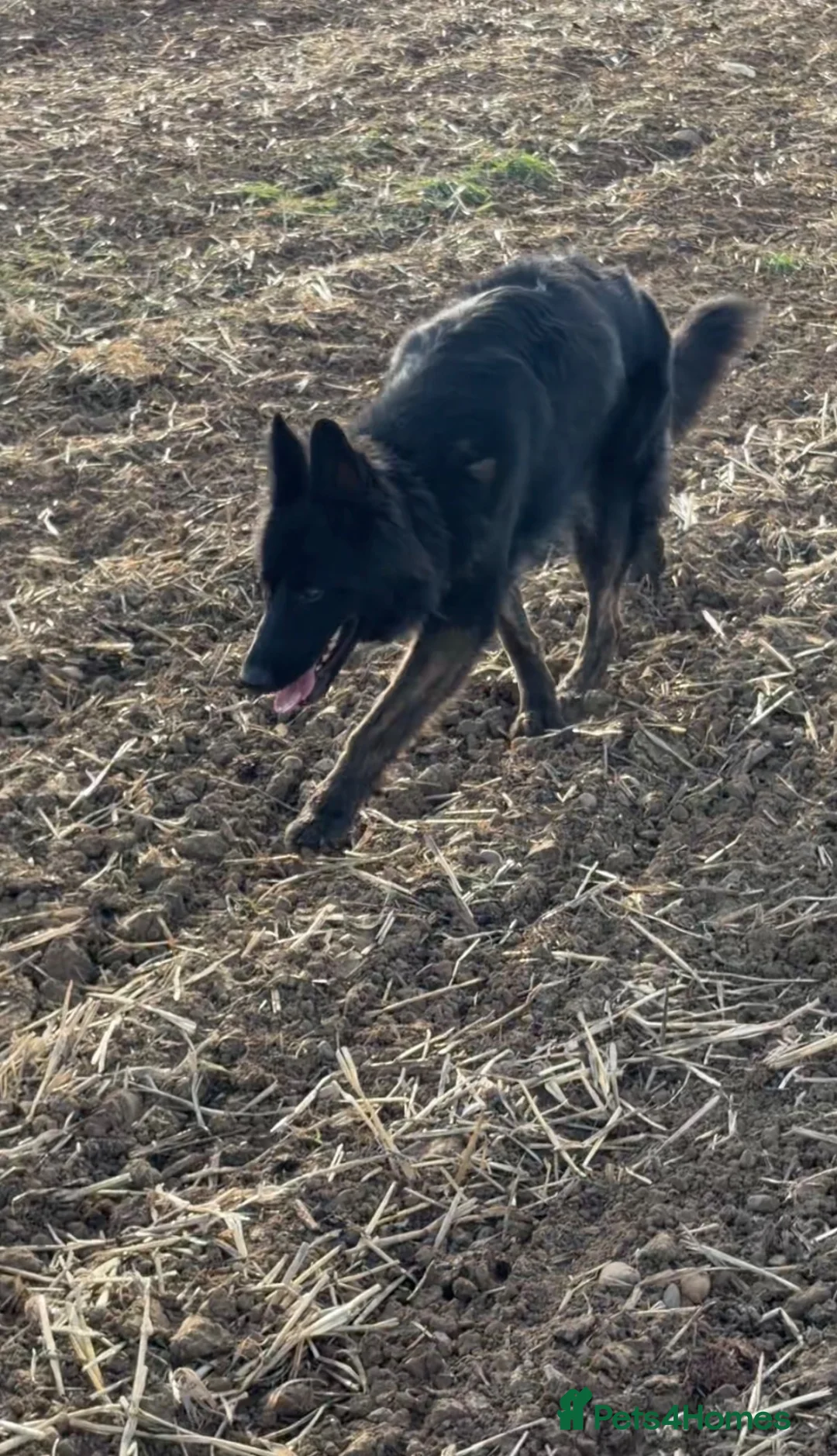 German Shepherd dogs for sale: German Shepard female for sale  in Lutterworth - Advert 3