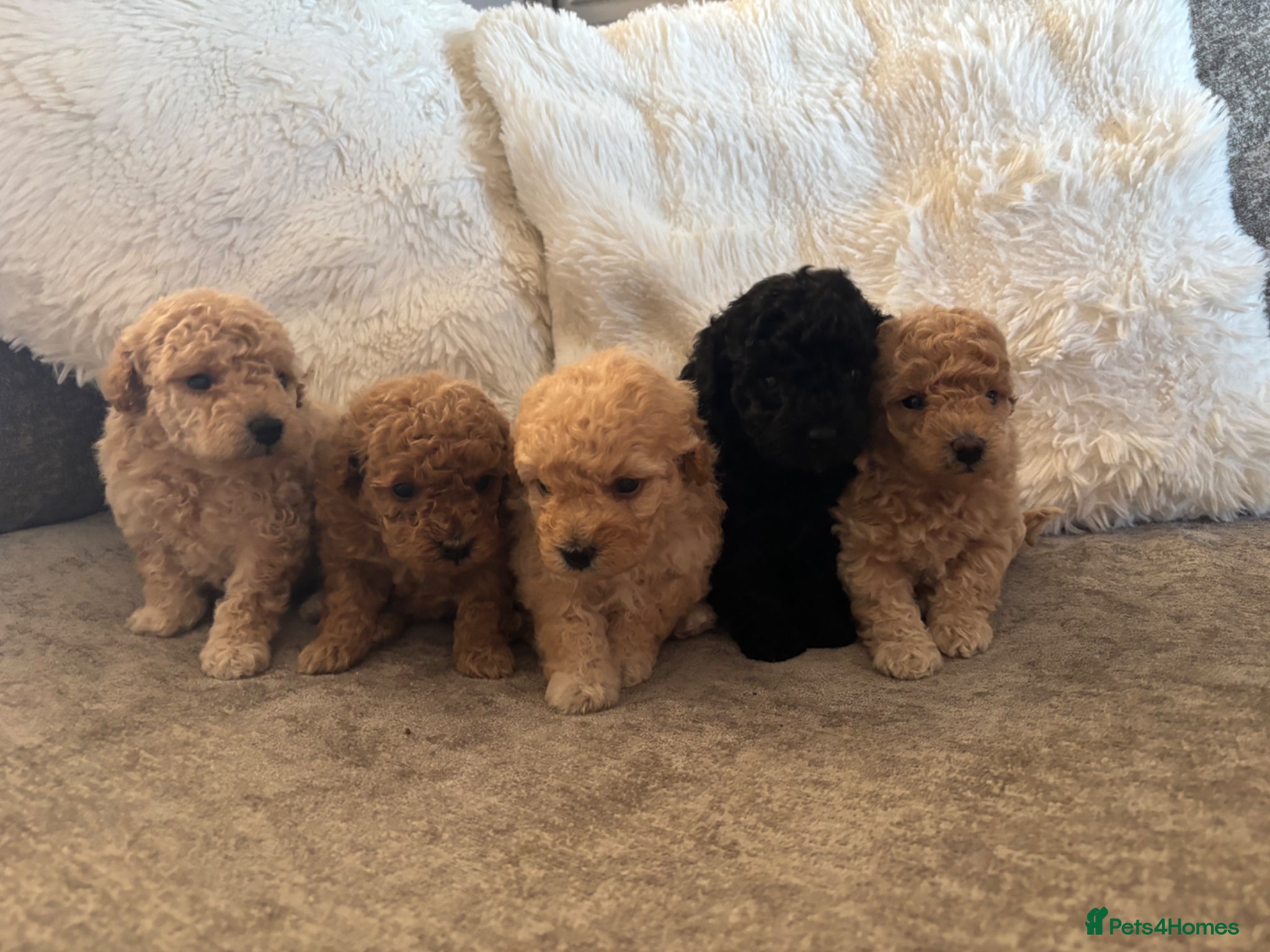 Toy Poodle dogs Toy poodle puppies for sale - Advert 3