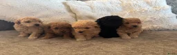 Toy Poodle dogs for sale: Toy poodle puppies for sale - Advert 1