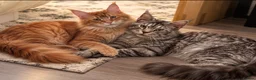 Maine Coon cats for sale: 6 pedigree Mainecoon kittens  - Advert 8
