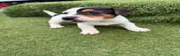 Jack Russell dogs for sale: Stunning Jack Russell‘s in Liskeard - Advert 9