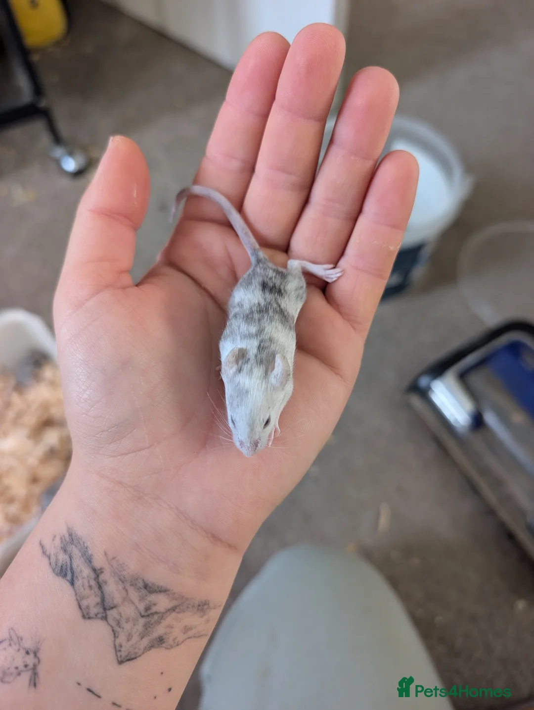 Mouse rodents for sale: Male and female splashed fancy mice  - Advert 7