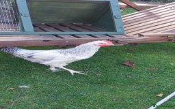 Chickens poultry for sale: Cockerels  green egg gene - Image 3