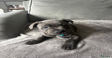 Staffordshire Bull Terrier dogs in Hitchin - Advert 13
