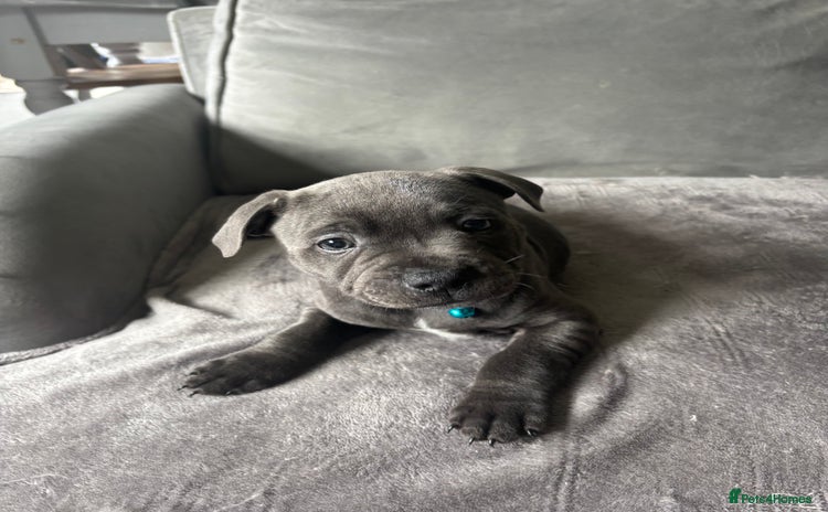 Staffordshire Bull Terrier dogs in Hitchin - Advert 12