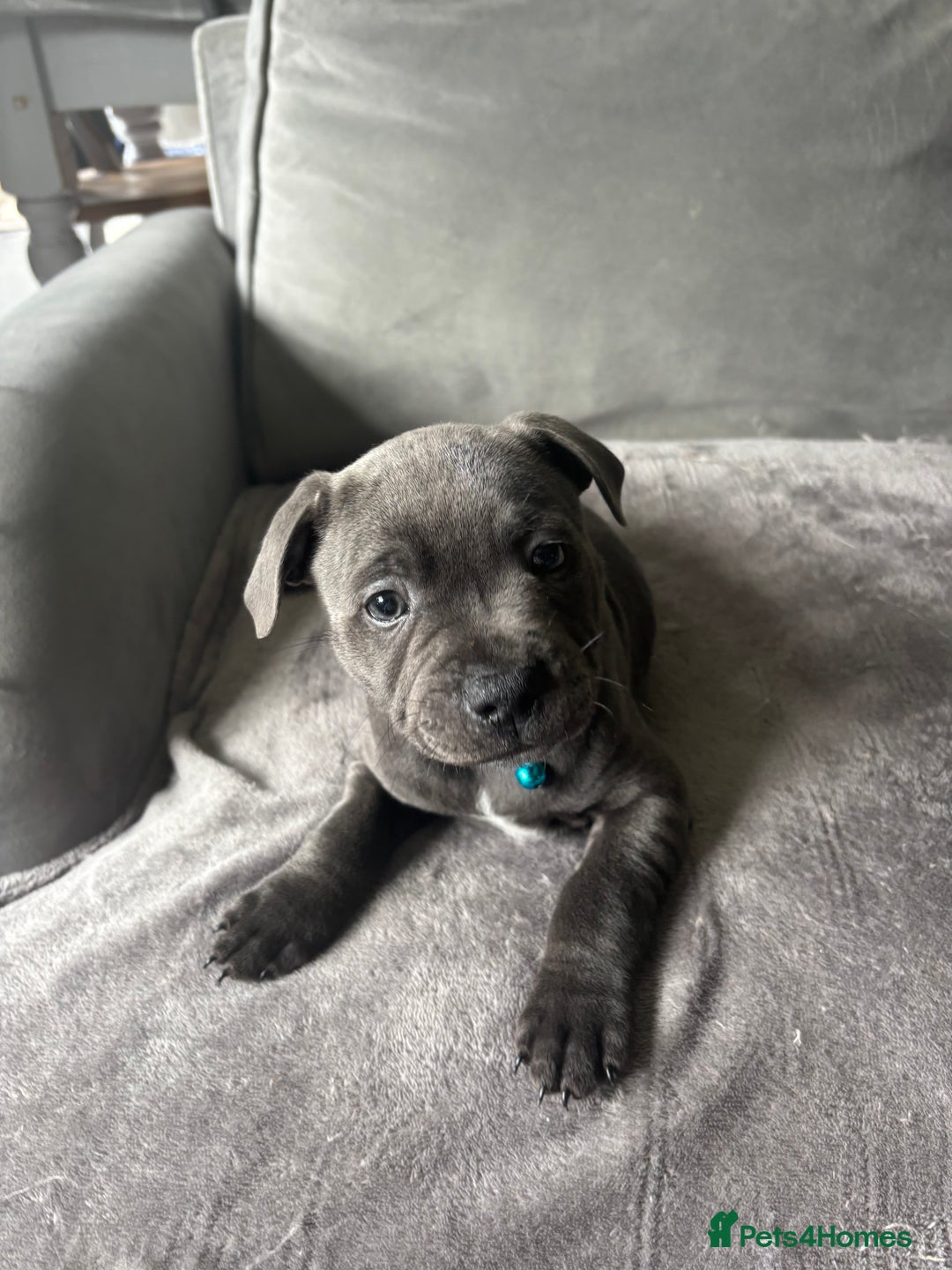 Staffordshire Bull Terrier dogs for sale: 1 male Blue Staff Bull Terrier pup 💙 in Hitchin - Image 1